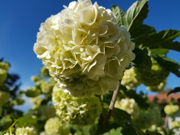 Sembra un''Ortensia: Viburnum opulus