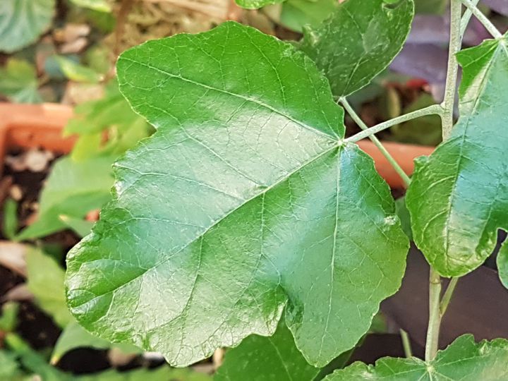 Alberello in giardino: Populus alba