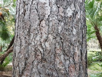 Specie di Pino:  Pinus nigra