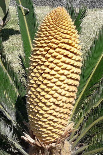 Cycas revoluta