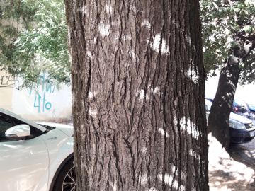 Styphnolobium japonicum ( = Sophora japonica L. ) - Fabaceae