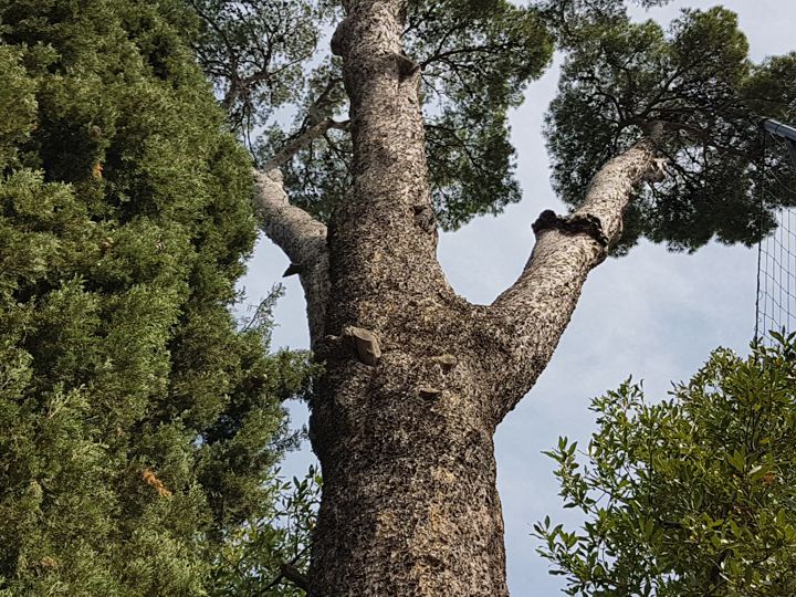 Un altro Pino da determinare: Pinus cfr. sylvestris
