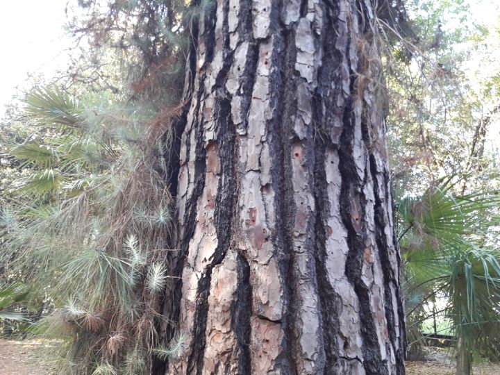 Pinus canariensis o Pinus radiata? Pinus canariensis