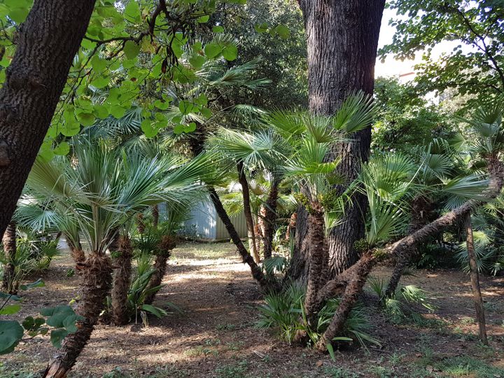 Serenoa repens?  No, Chamaerops humilis (Arecaceae)