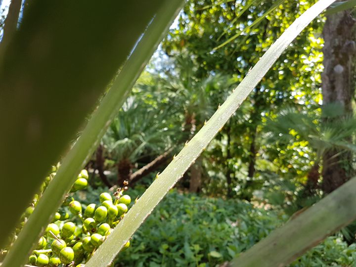 Serenoa repens?  No, Chamaerops humilis (Arecaceae)