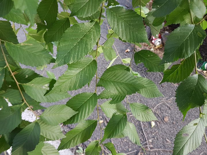 Specie di Olmo: cfr. Ulmus minor