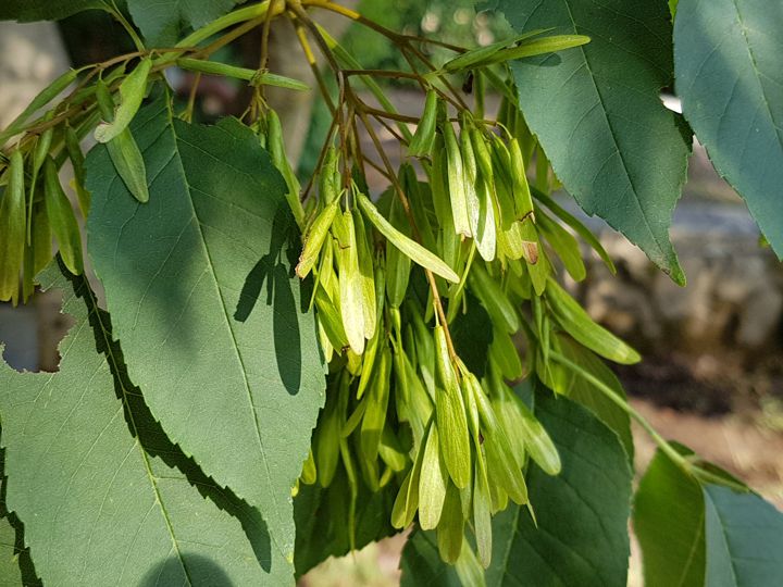 Frassino in un parco:  Fraxinus ornus