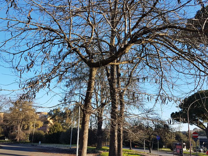 Albero con lunghi baccelli: Gleditsia triacanthos (Fabaceae)