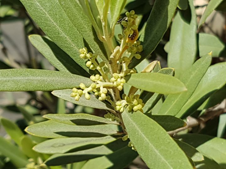 Olea europaea / Ulivo