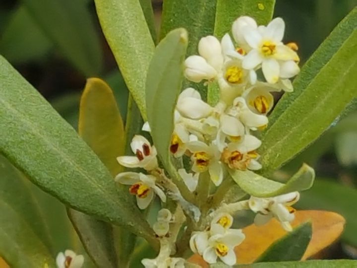 Olea europaea / Ulivo