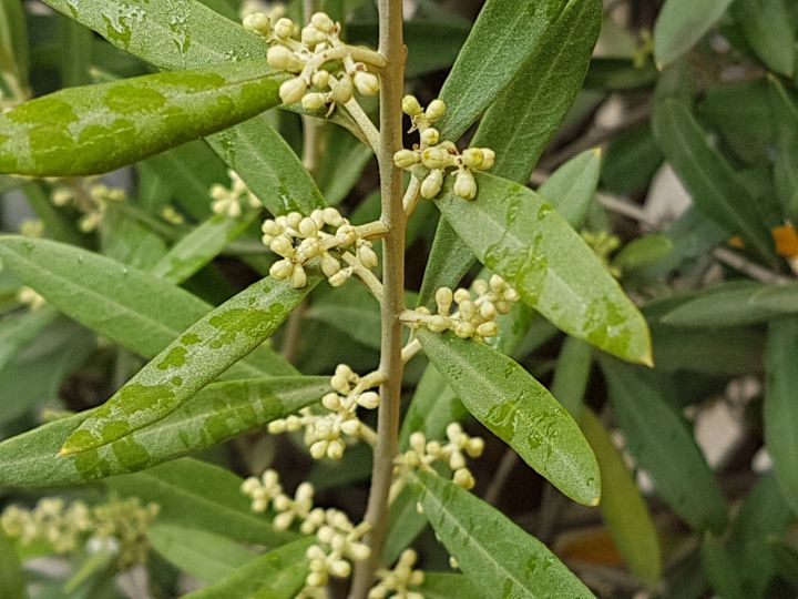 Olea europaea / Ulivo