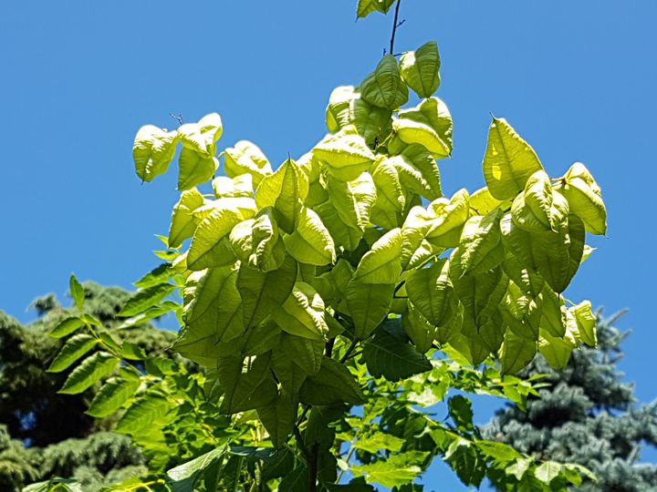 Koelreuteria paniculata (Sapindaceae)