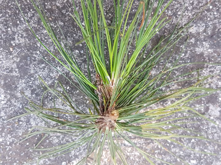Pinus sp.