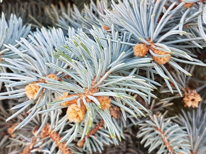 Picea pungens ''Glauca Globosa''