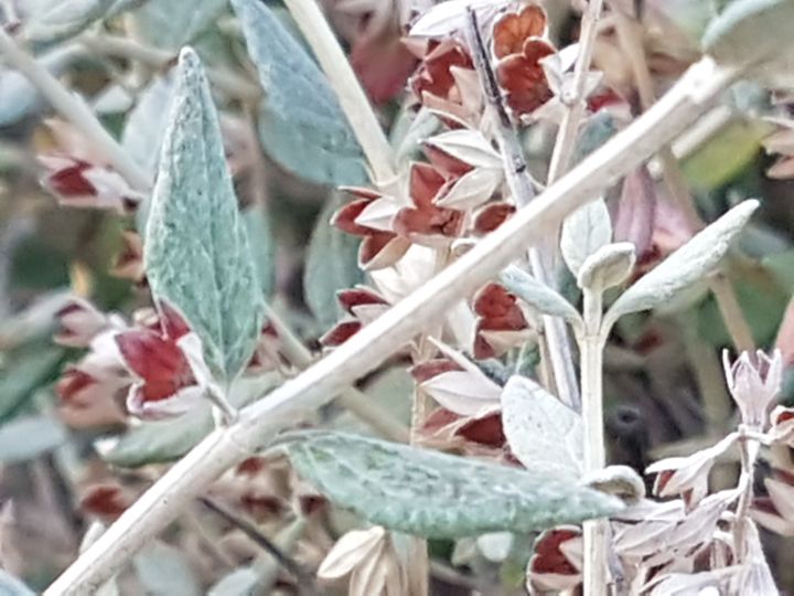 Sul lungomare di Maiori: cv diTeucrium fruticans (Lamiaceae)