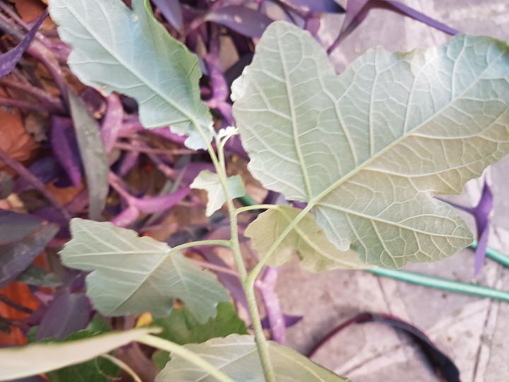 Alberello in giardino: Populus alba