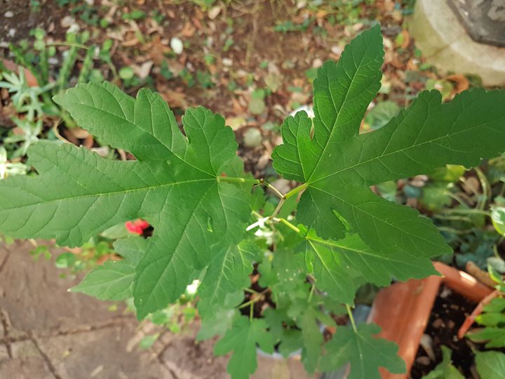 Acer saccharinum