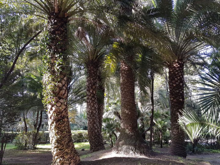 Phoenix cfr. canariensis