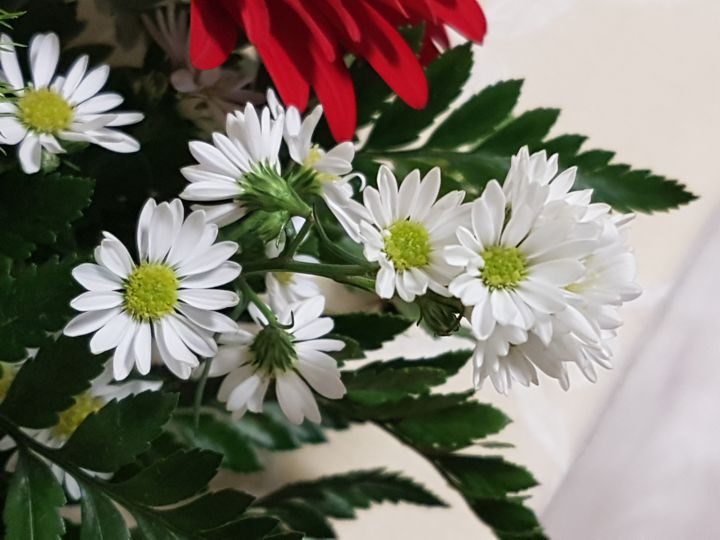 fiore in un bouquet: cv di Symphyotrichum sp.