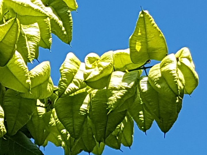 Koelreuteria paniculata (Sapindaceae)