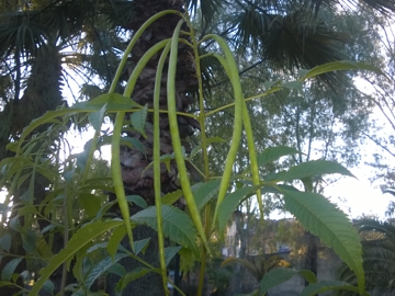 Fabacea di giardino