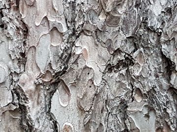 Specie di Pino:  Pinus nigra