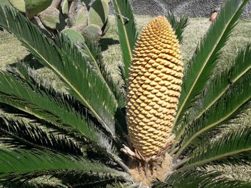 Cycas revoluta