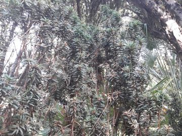 E'' anche Taxus baccata?