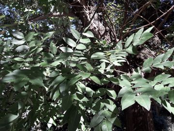Styphnolobium japonicum ( = Sophora japonica L. ) - Fabaceae