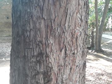 E'' un Tasso?  S, Taxus baccata (Taxaceae)