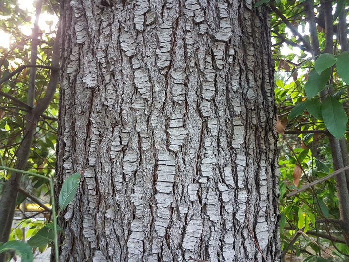 Specie di Cedri: Cedrus deodora