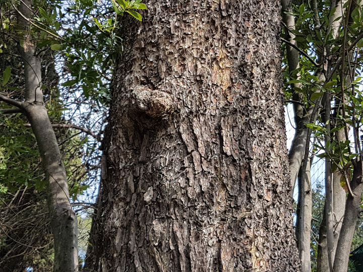 Un altro Pino da determinare: Pinus cfr. sylvestris