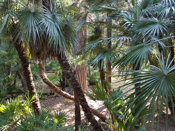 Serenoa repens?  No, Chamaerops humilis (Arecaceae)