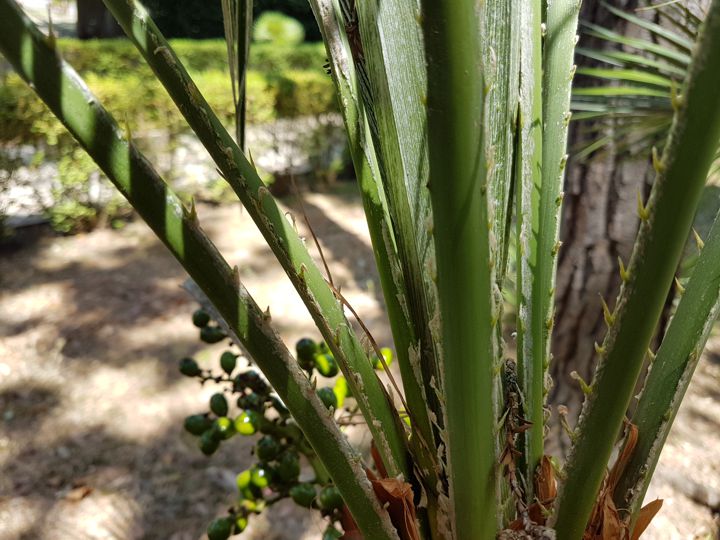 Serenoa repens?  No, Chamaerops humilis (Arecaceae)