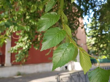 Specie di Olmo: cfr. Ulmus minor