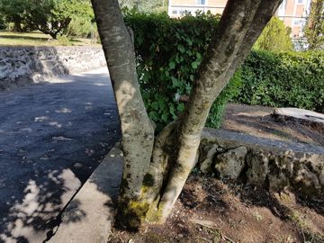 Frassino in un parco:  Fraxinus ornus