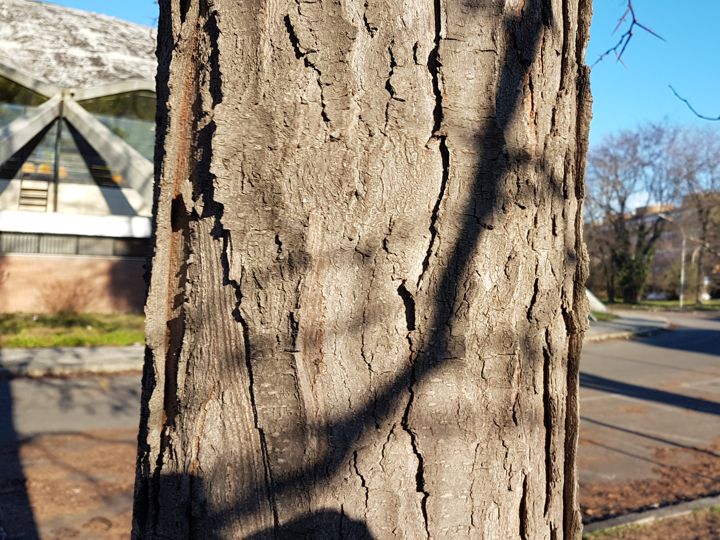 Albero con lunghi baccelli: Gleditsia triacanthos (Fabaceae)