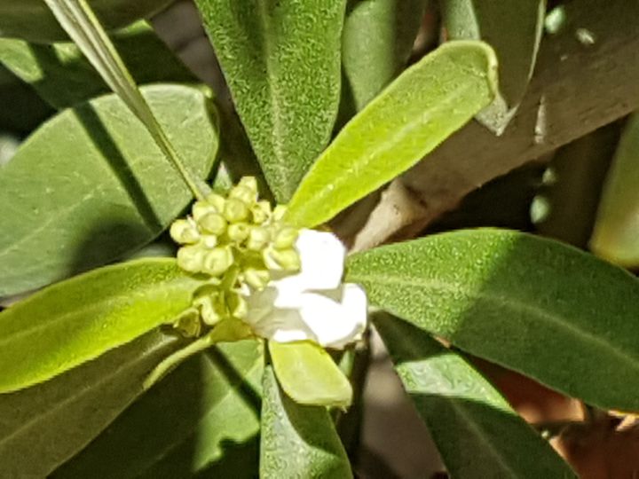 Olea europaea / Ulivo