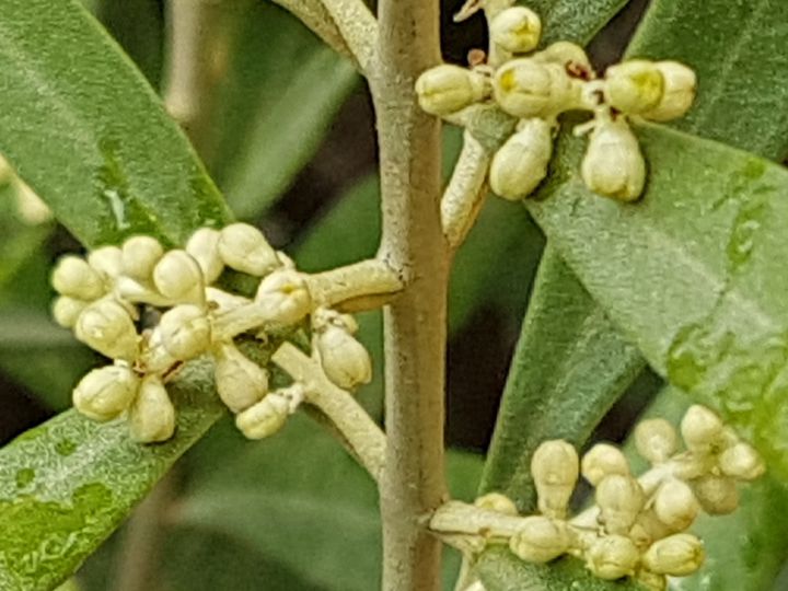 Olea europaea / Ulivo