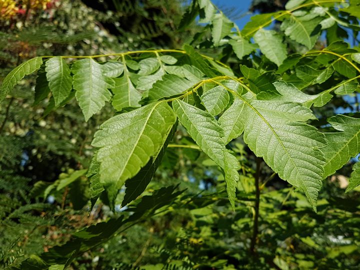 Koelreuteria paniculata (Sapindaceae)