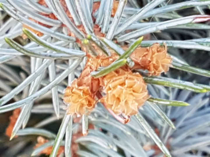 Picea pungens ''Glauca Globosa''