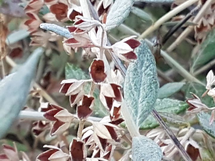 Sul lungomare di Maiori: cv diTeucrium fruticans (Lamiaceae)