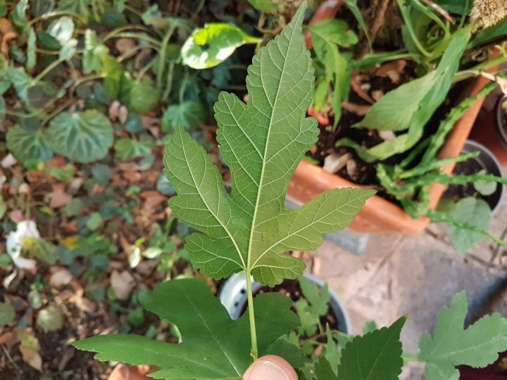 Acer saccharinum