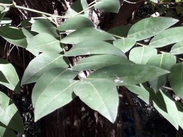 Styphnolobium japonicum ( = Sophora japonica L. ) - Fabaceae