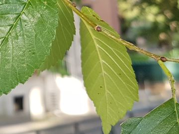 Specie di Olmo: cfr. Ulmus minor