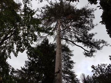 Specie di Pino:  Pinus nigra