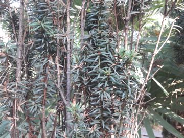 E'' anche Taxus baccata?