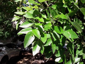 Styphnolobium japonicum ( = Sophora japonica L. ) - Fabaceae