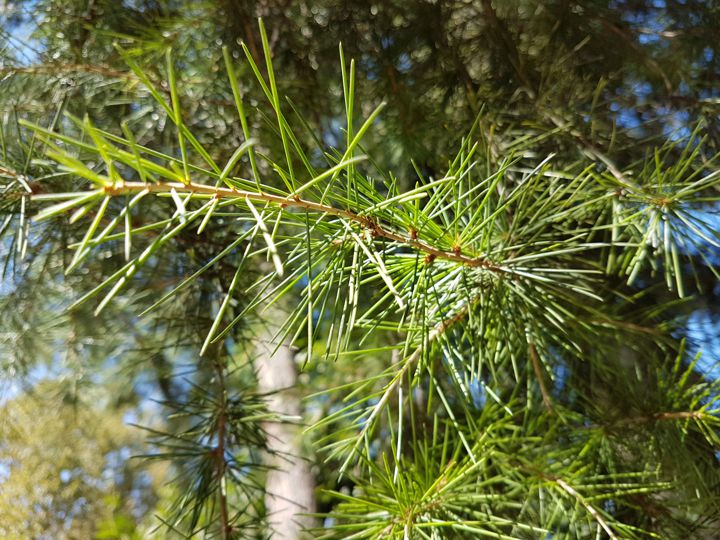 Specie di Cedri: Cedrus deodora