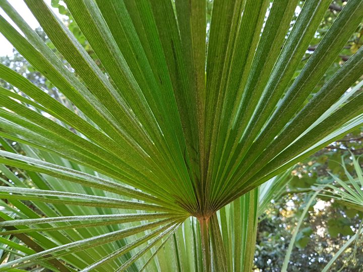 Serenoa repens?  No, Chamaerops humilis (Arecaceae)